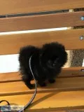 Pomeranian looking for a new family