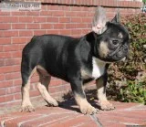Home broken French Bulldog Puppies Available.(Male and Females)