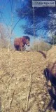 Miniature mare horse