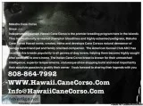 Cane Corso Puppies Italian Mastiff Hawaii Oahu Makaha
