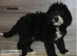 Wendall Male Bernedoodle