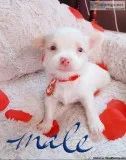Adorable Blue Eyed Chihuahua Mix Puppy