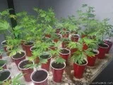 Ready To Flower