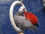 Congo African Grey Parrots Available