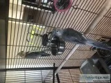 cockatiels and cage