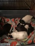Yorkietzu Puppies CKC