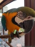 Male and female  macaw Parrots for adoption