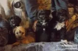 Yorkie Poodle Mix Puppies