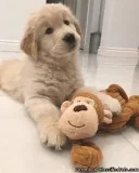 Golden retriever puppies