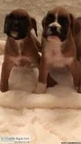 6 Year Old Boxer