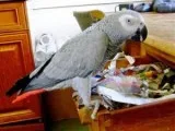 African Grey Parrots for good homes