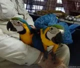 Pair Blue and Gold Macaw parrot