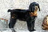 Giant Schnoodle Puppies