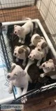 NKC American bulldogs