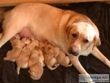 AKC Yellow Labrador Puppies