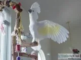 beautiful 2 year old umbrella Cockatoo