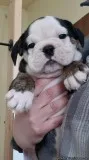 Olde English bulldog olde English bulldogge two puppies left