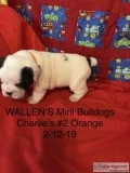 MINI BULLDOGS