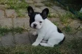 High Quality French Bulldog Puppies