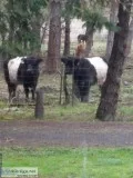 Belted Galloway s