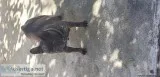 Pregnant female frenchie lost please call me at 2095640717