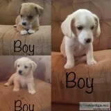 Selling 6 mixed puppies 3 girls 3boys