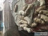 Golden Retriever Puppies