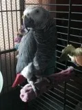 Awesome pair of talking african gray parrots