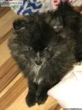 AKC CHAMPION PEDIGREE BRINDLE MALE POMERANIAN PUPPY