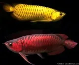 Wonderful Super Red Asian Arownas
