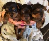 Pretty Face Yorkshire Pups Available