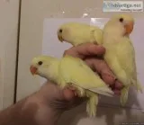Lovebird Babies