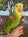beautiful Double yellow head Amazon parrots