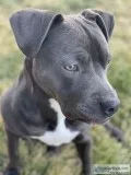 PITBULL NEEDING A NEW HOME