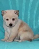 Willow Female AKC Shiba Inu