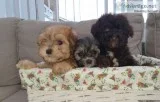 Stunning Litter Of Maltipoo Puppies