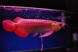 24k Golden Arowana for sale