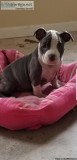 LAST PUP Very High Quality WORLD FAMOUS SIRED VENOMLINE P