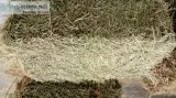 Small Squares Hay FOR SALE