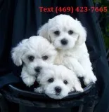 Beautiful maltese puppies