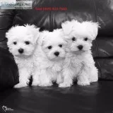 Charming maltese puppies