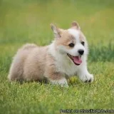 Out Of Very Good Bloodlines Welsh Corgi Pembroke