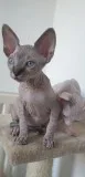 Gorgeous Male Sphynx Kitten For Sale- Ready Now
