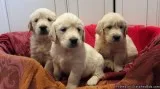 Beautiful Red Goldador (LabGolden Retriever) Puppy
