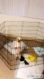 1 year old Chihuahua Terrier Mix