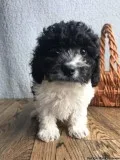 George Male Poochon