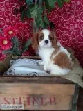 Haley Female Cavalier King Charles Spaniel