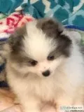 AKC CHAMPION PEDIGREE BLUE MERLE PARTY FEMALE POMERANIAN PUPPY