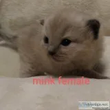 Ragdoll Kittens