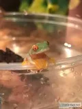 Tree Frogs for sale